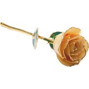 Preserved Champagne Sparkle Rose with Gold Trim