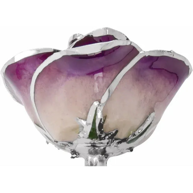 Preserved Purple Rose with Platinum Trim