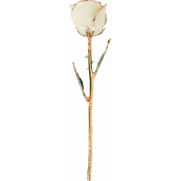 Preserved White Rose with 24K Gold Trim