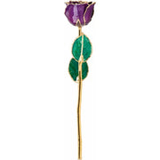 Preserved Purple Rose with Gold Trim