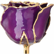 Preserved Purple Rose with Gold Trim